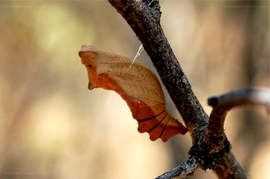 Caterpillar cocoon on a branch