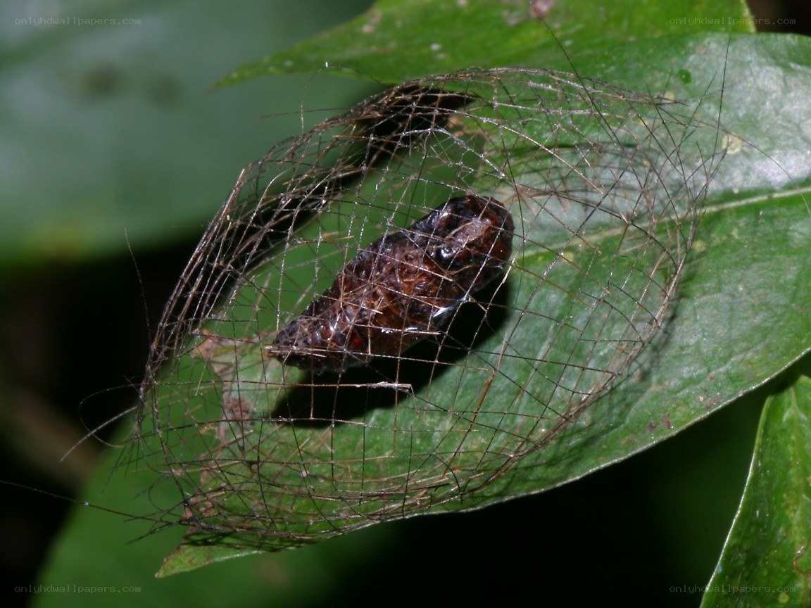 Caterpillar cocoon on leaf