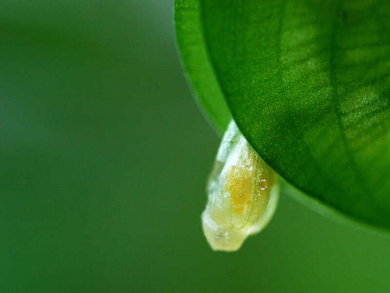 Caterpillar Cocoon