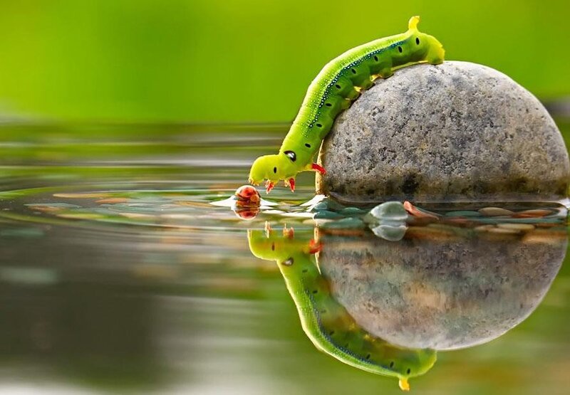 Caterpillar drinking water