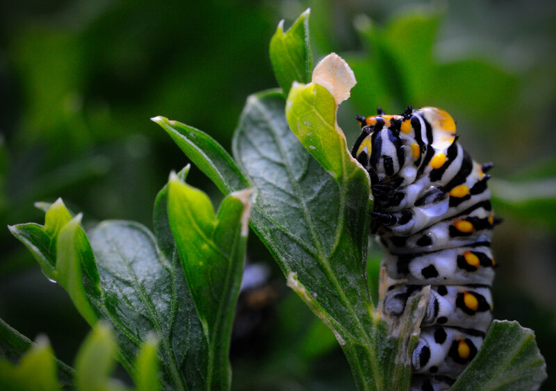 caterpillar eating leaf