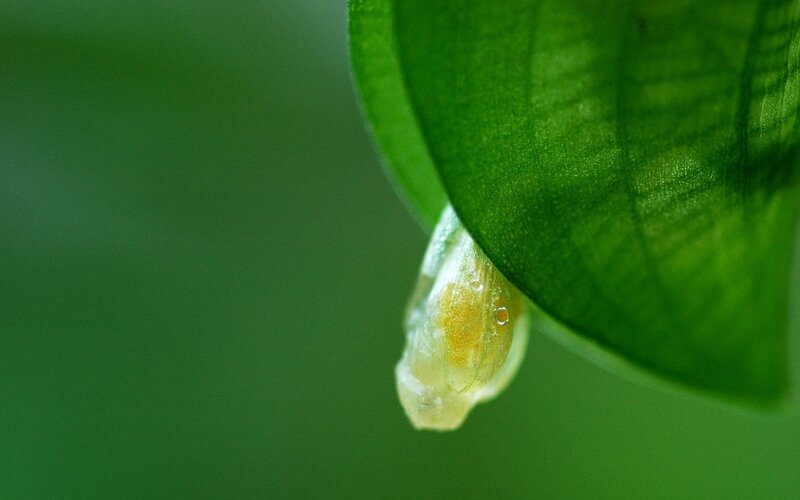 caterpillar hanging from leaf
