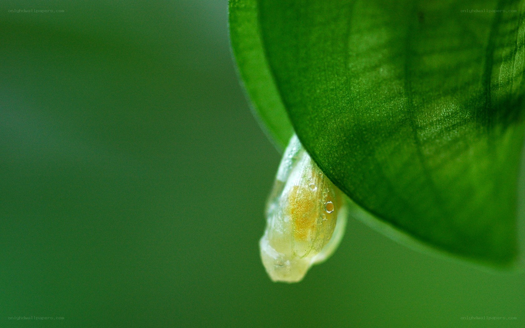 caterpillar hanging from leaf