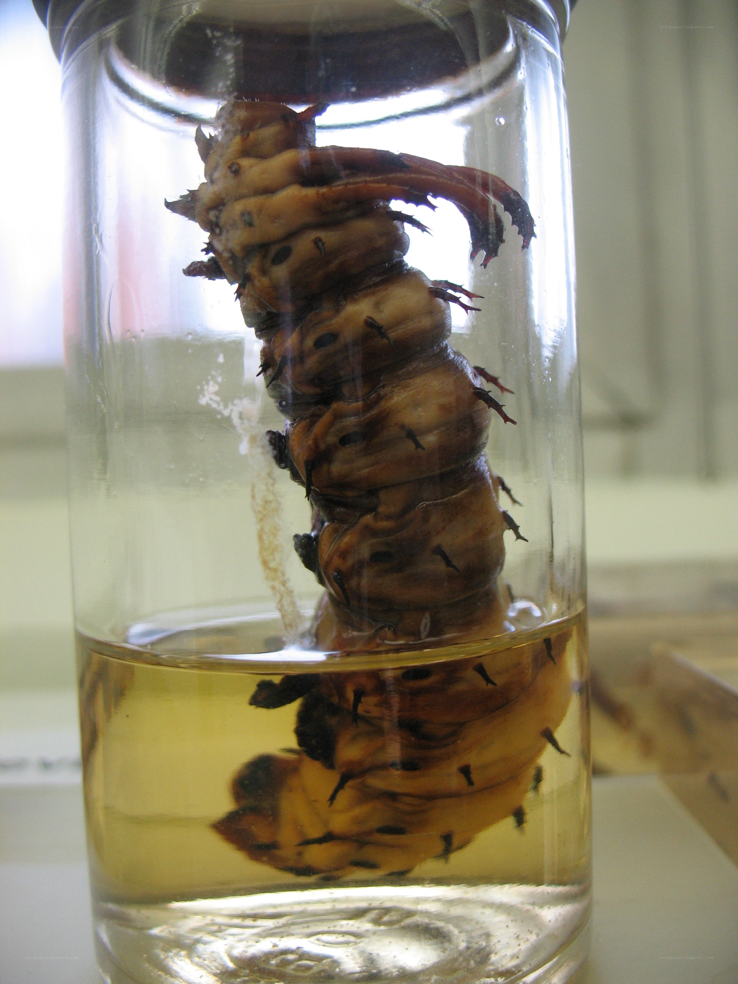 caterpillar in a jar
