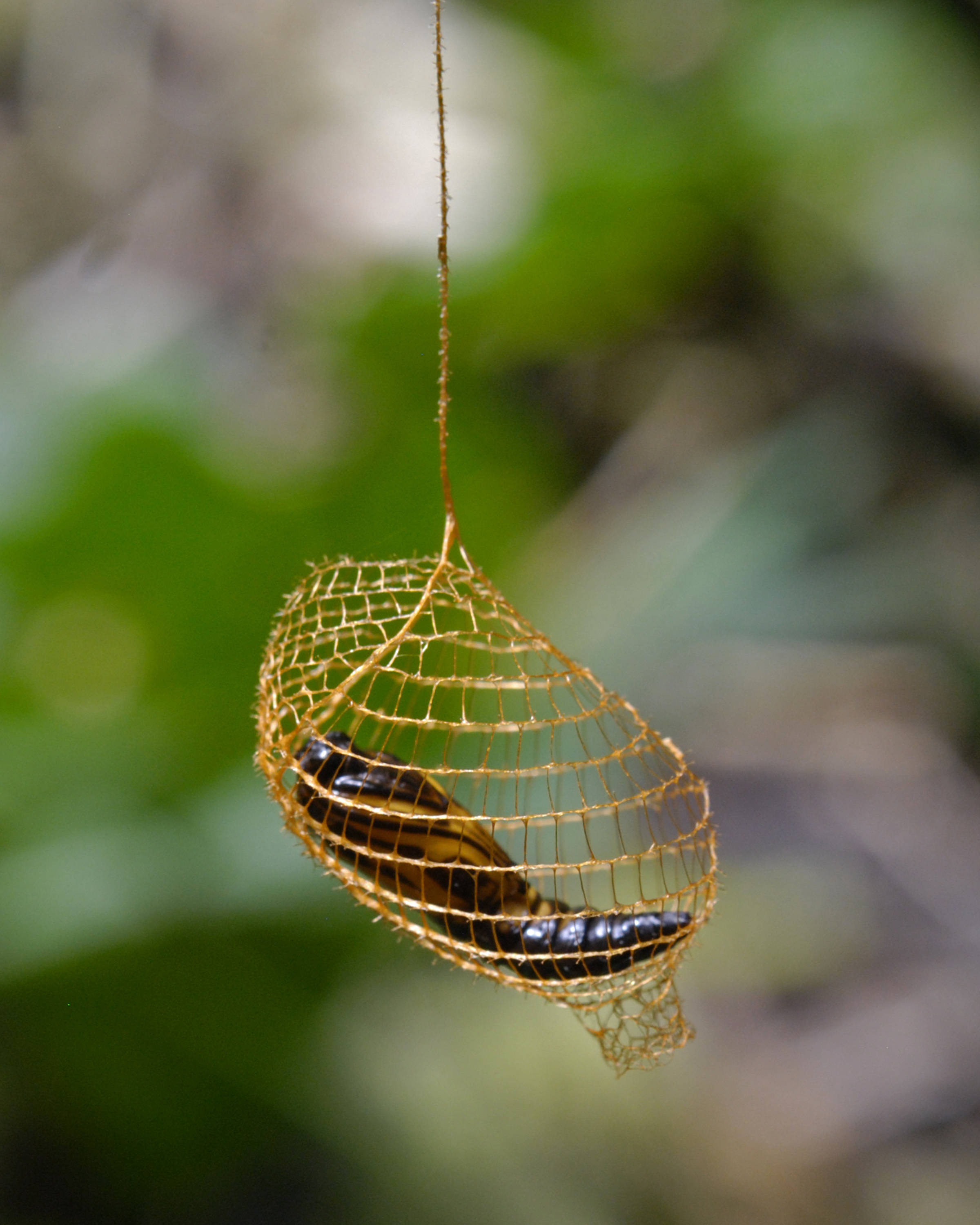 Caterpillar in silk cocoon