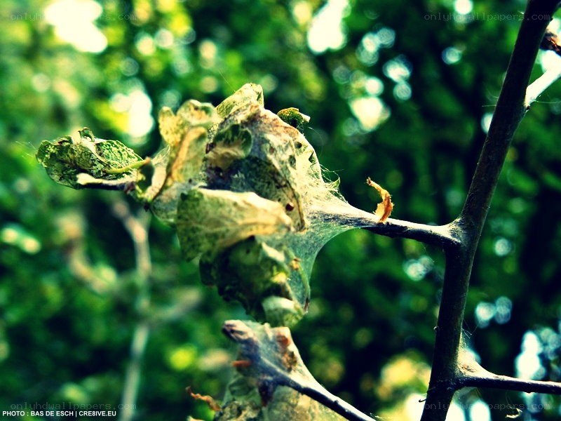 Caterpillar nest on a branch
