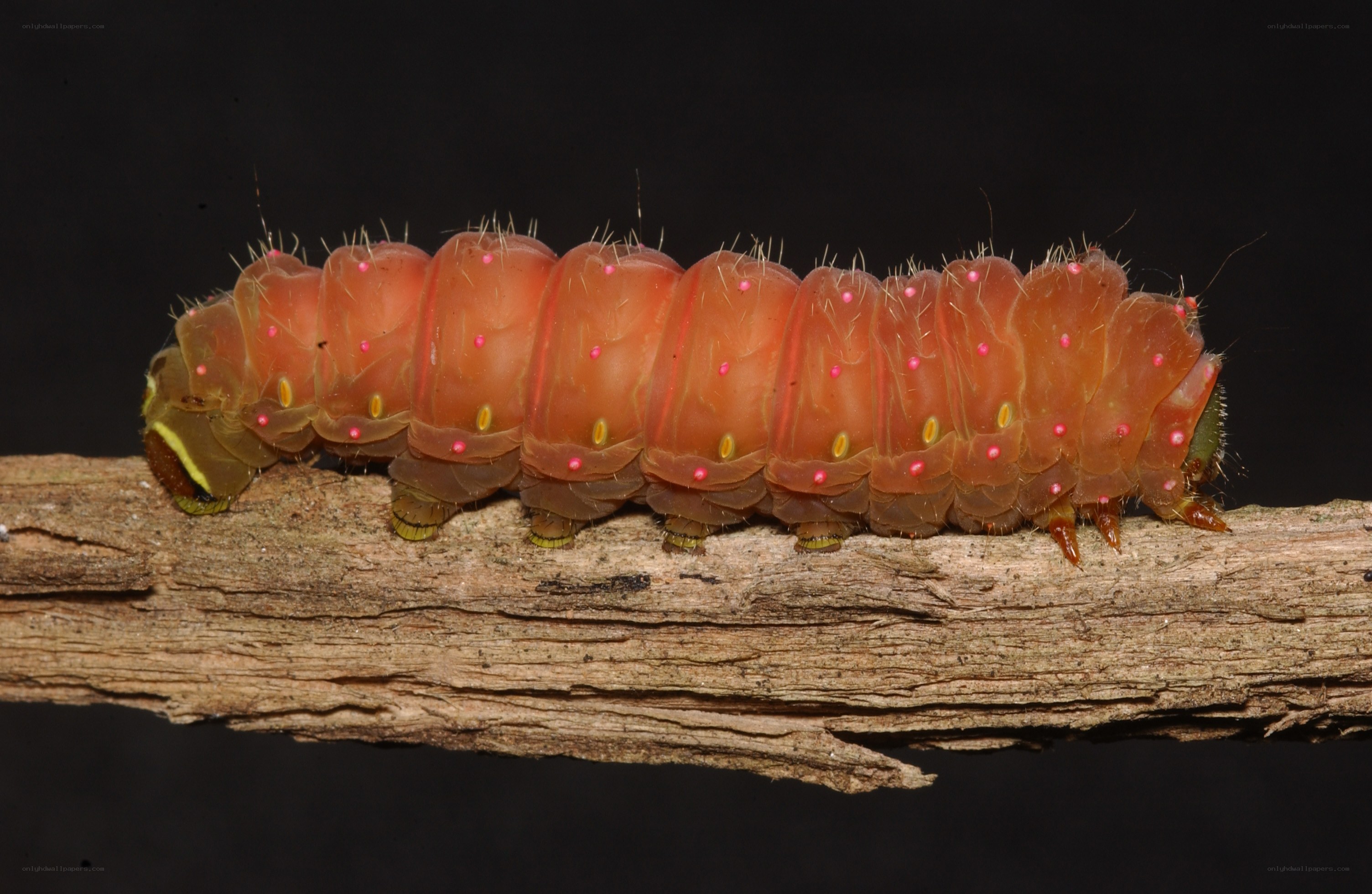 caterpillar on a branch
