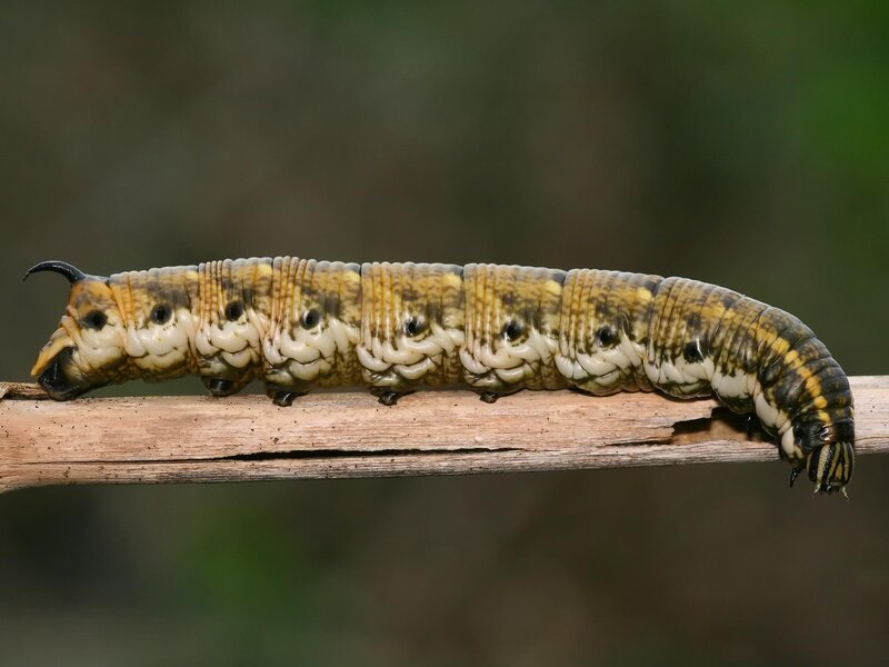 caterpillar on a branch