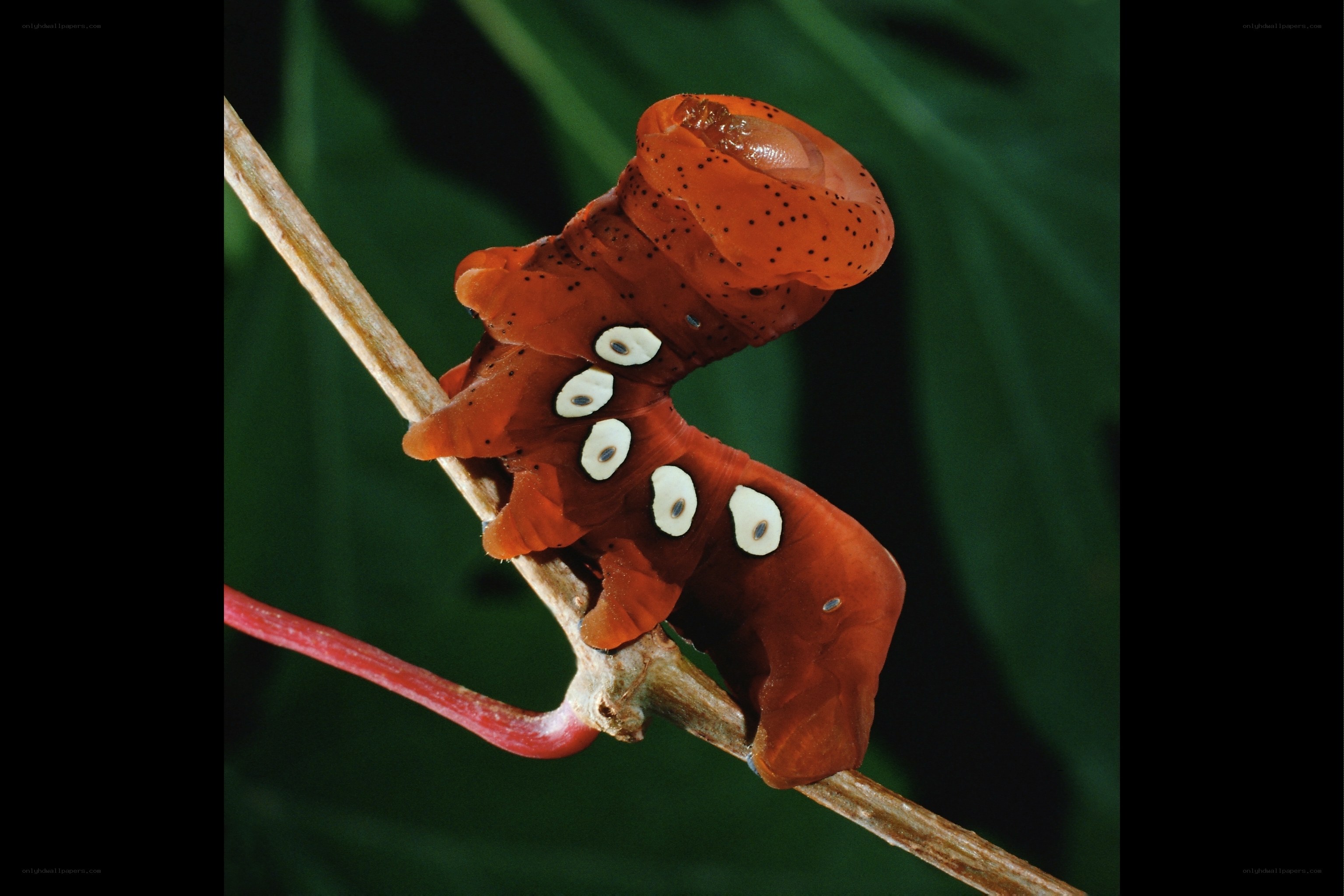 Caterpillar on a branch