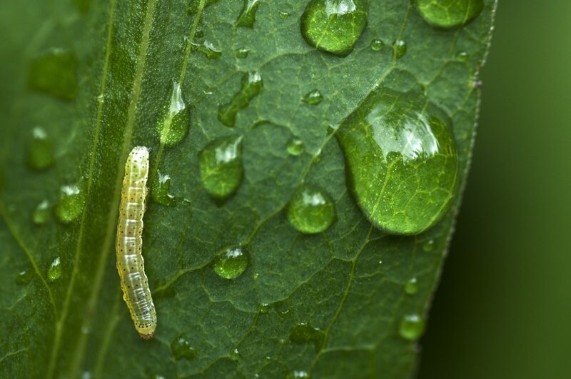 caterpillar on a dew-covered leaf