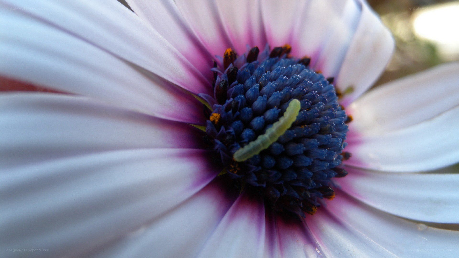 caterpillar on a flower