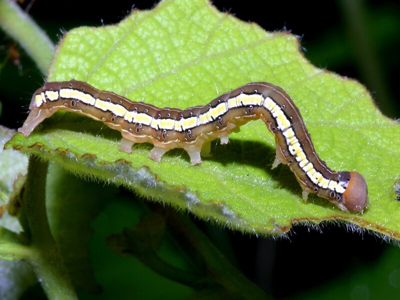 caterpillar on a green leaf