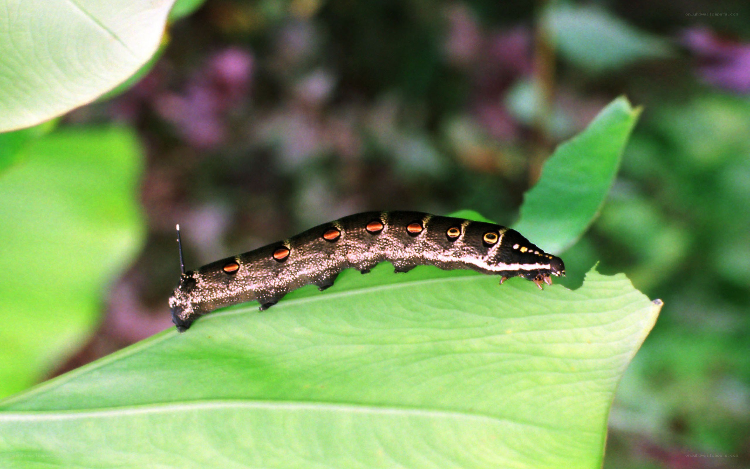 caterpillar on a green leaf
