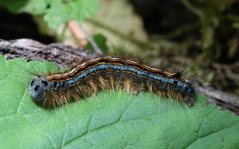 caterpillar on a green leaf