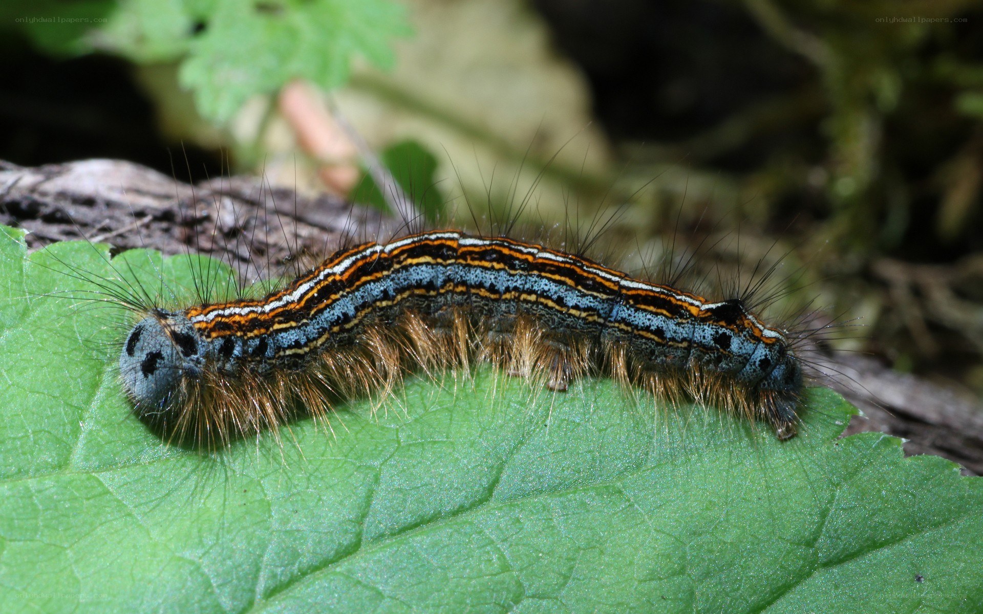 caterpillar on a green leaf
