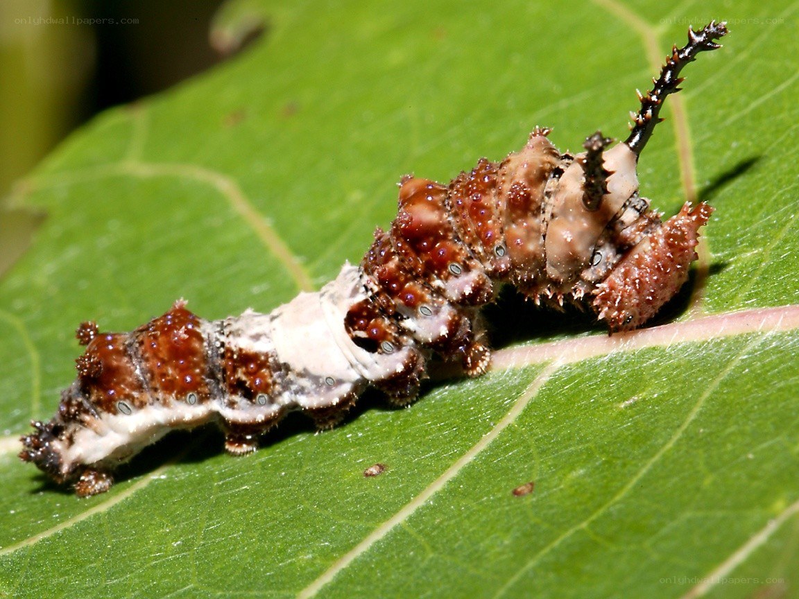 caterpillar on a green leaf