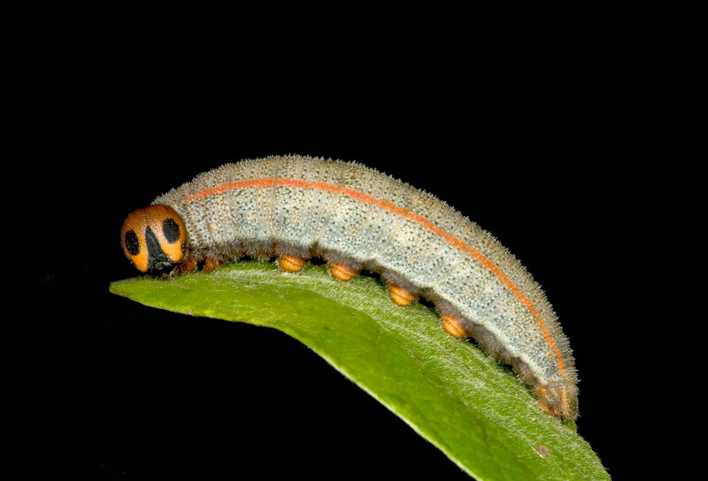 caterpillar on a leaf