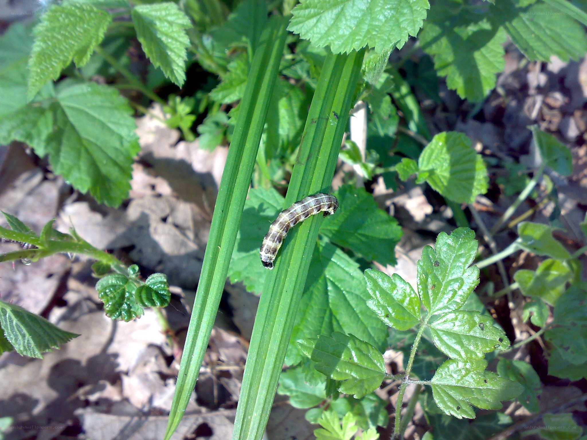 caterpillar on a leaf