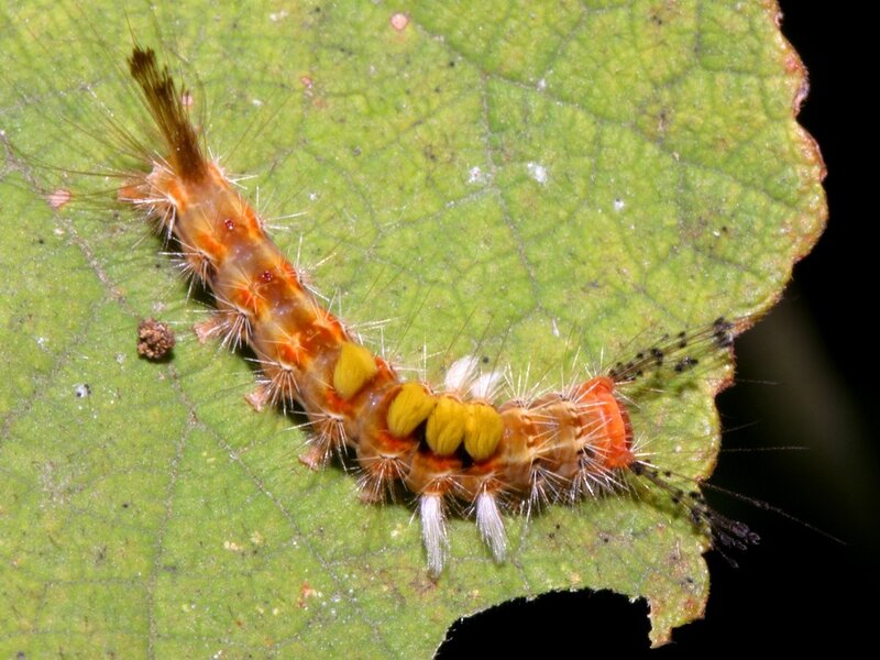 caterpillar on a leaf