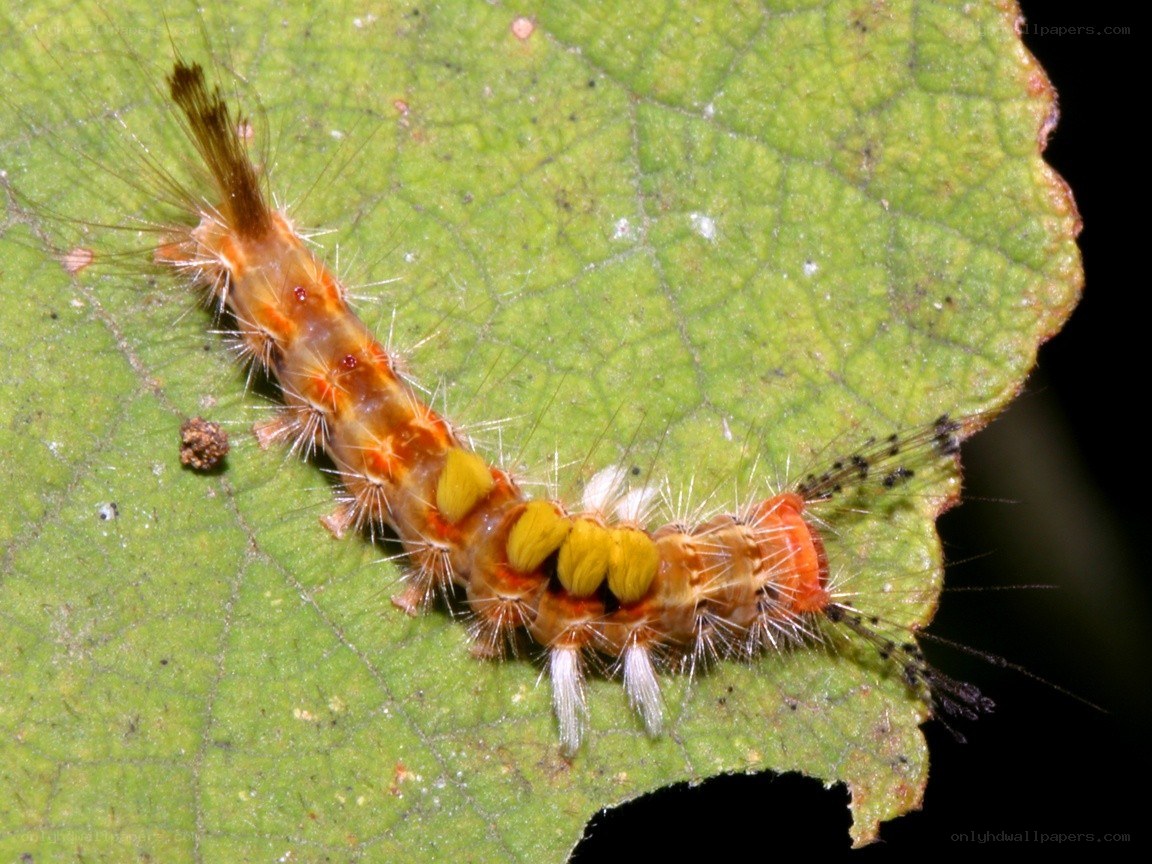 caterpillar on a leaf