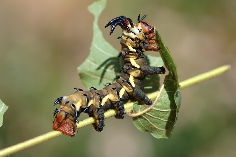 caterpillar on a leaf