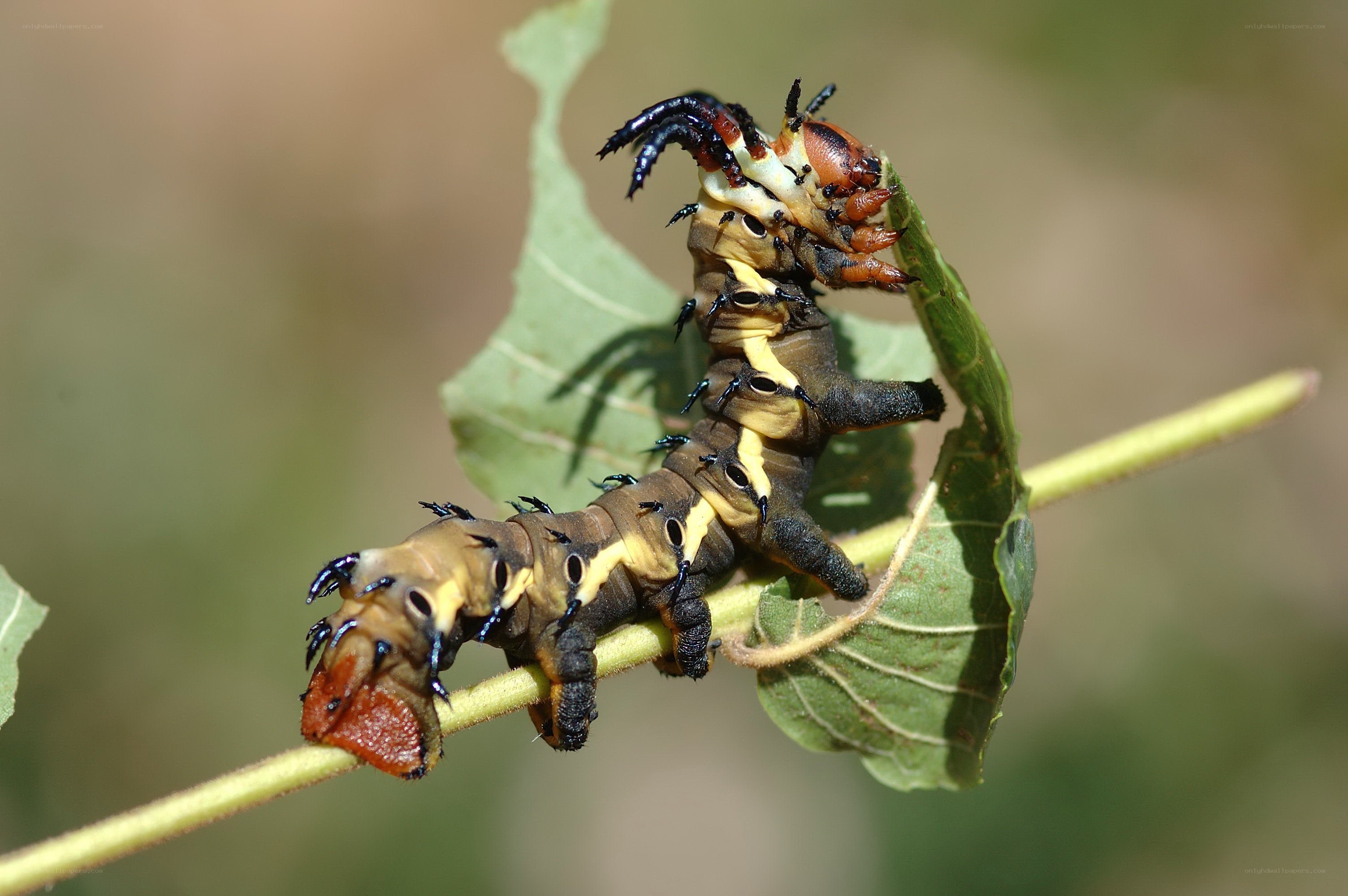 caterpillar on a leaf