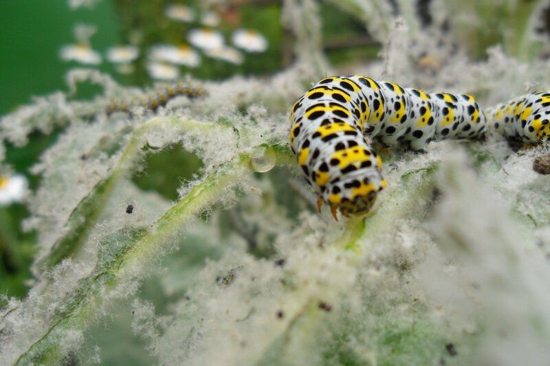 caterpillar on a leaf