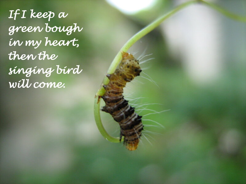 caterpillar on a leaf