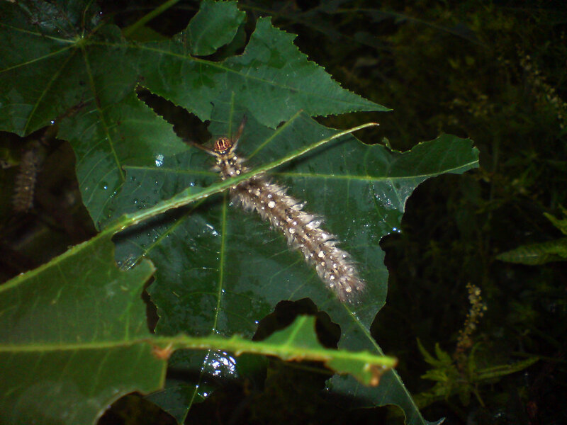 caterpillar on a leaf