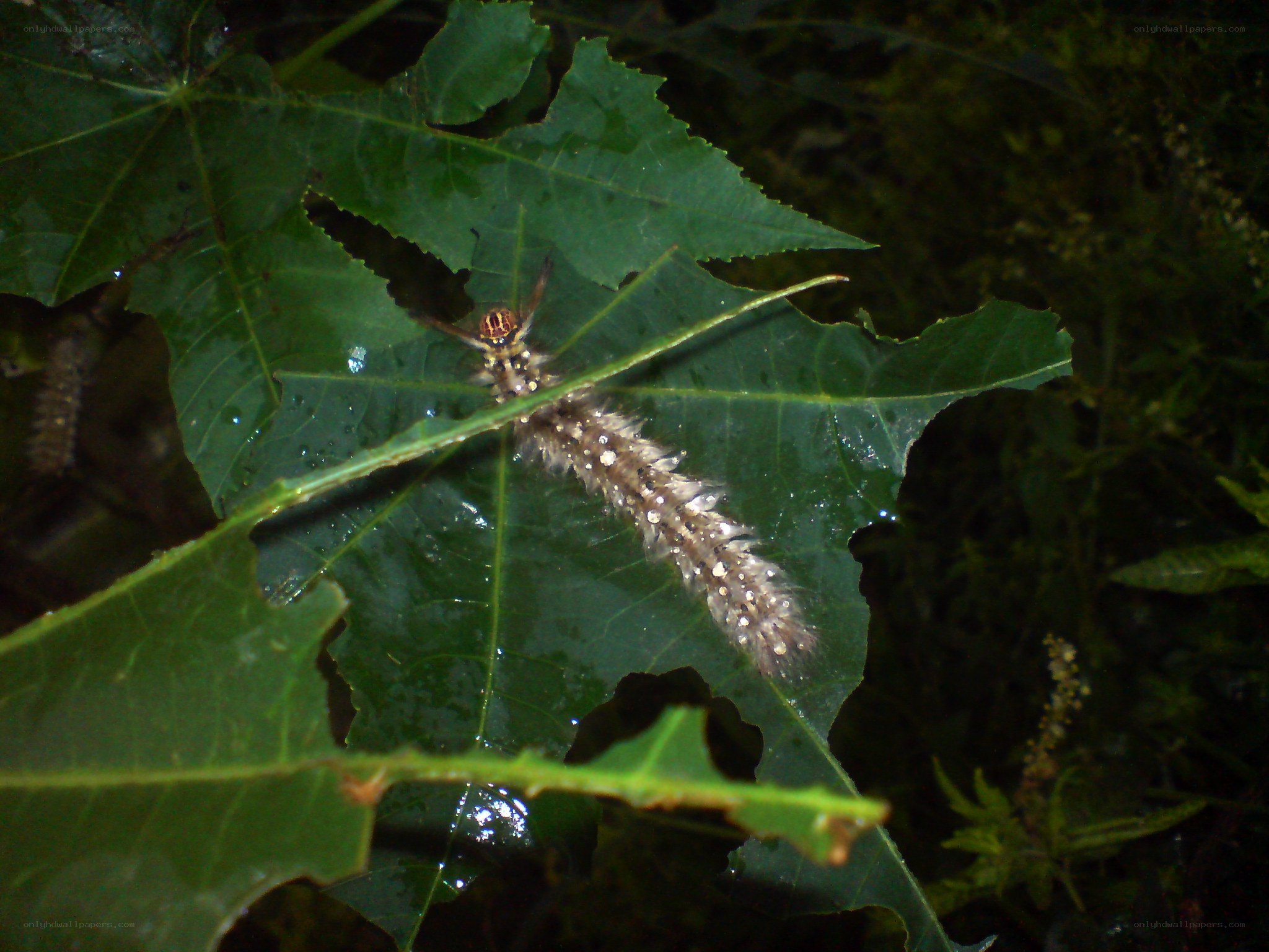 caterpillar on a leaf