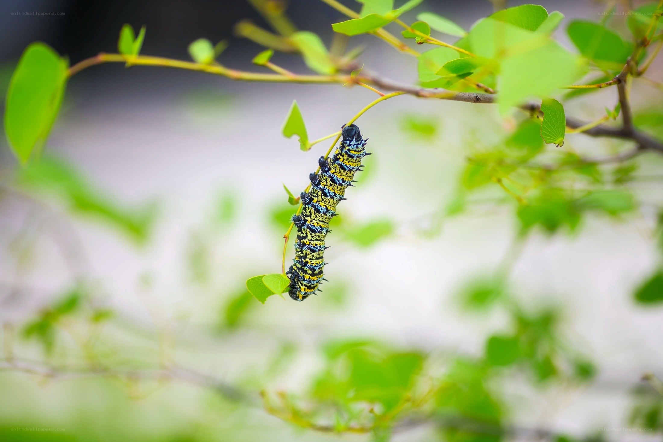 caterpillar on a leafy branch