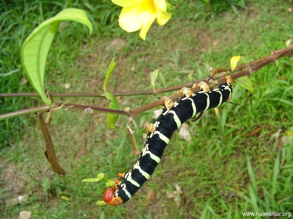 caterpillar on a plant branch