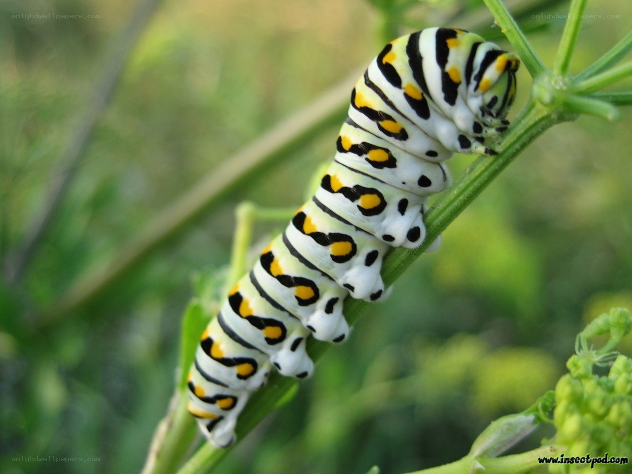 caterpillar on a plant stem