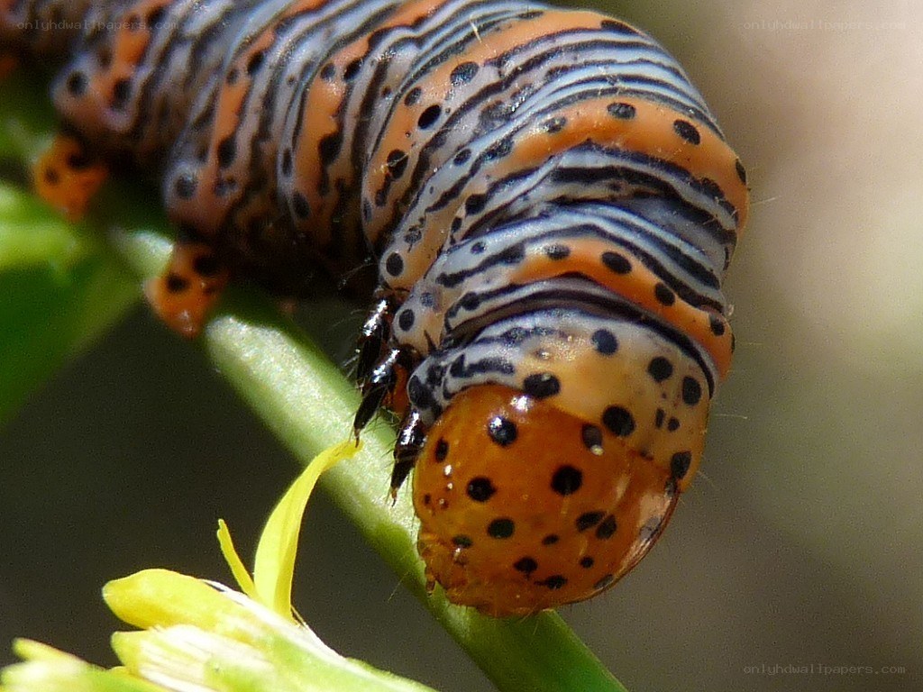 caterpillar on a plant stem