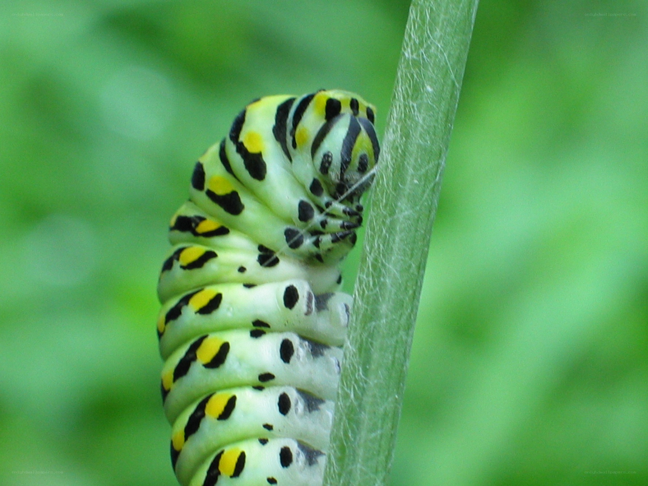 caterpillar on a plant stem