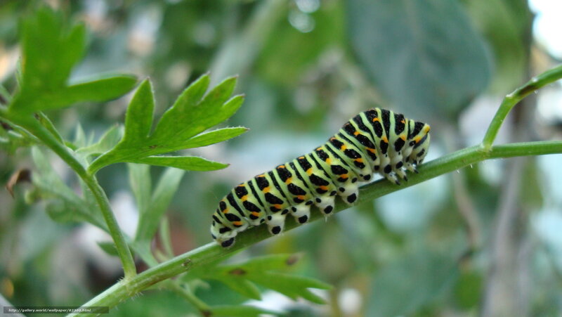 caterpillar on a plant stem