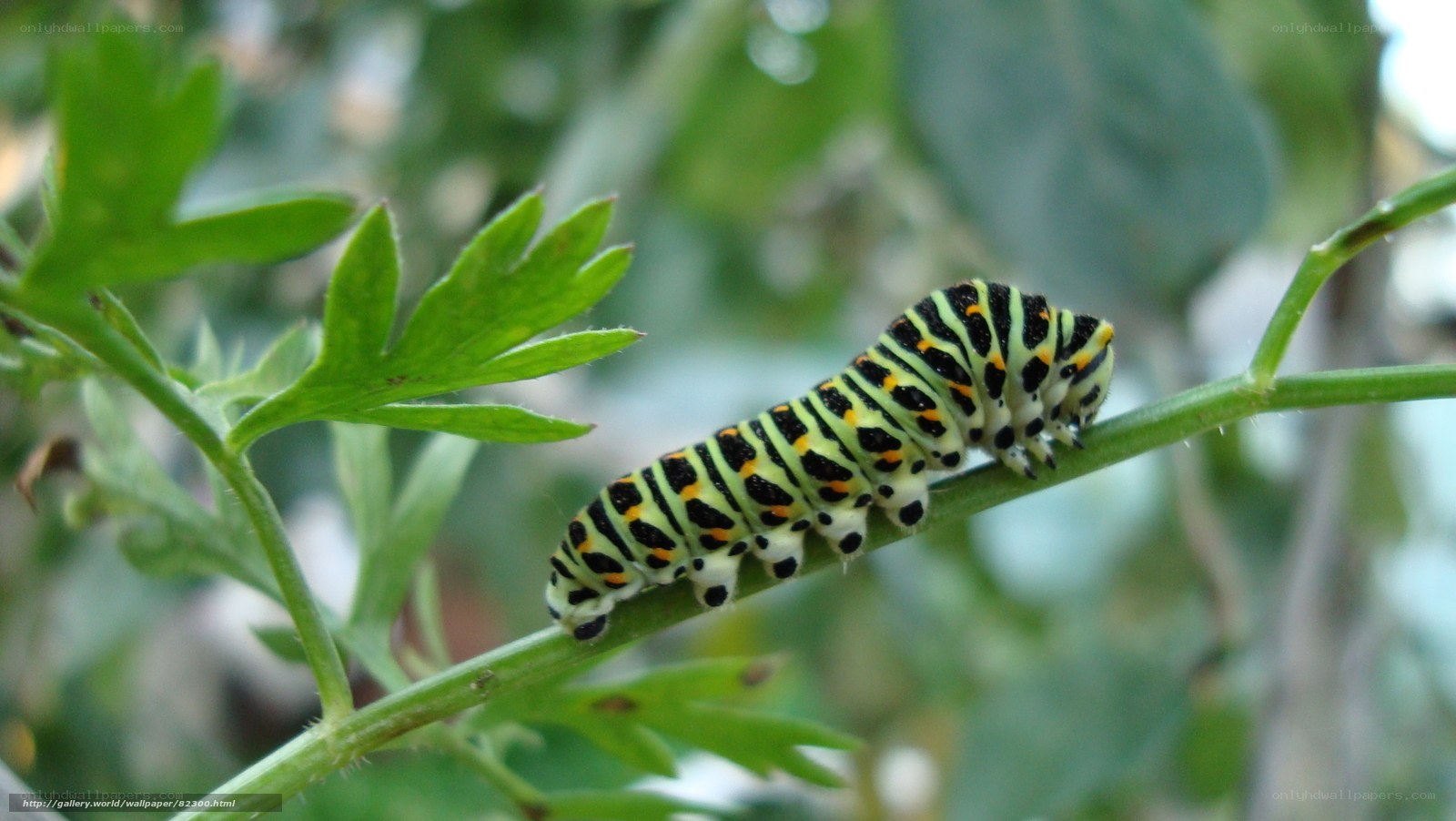 caterpillar on a plant stem