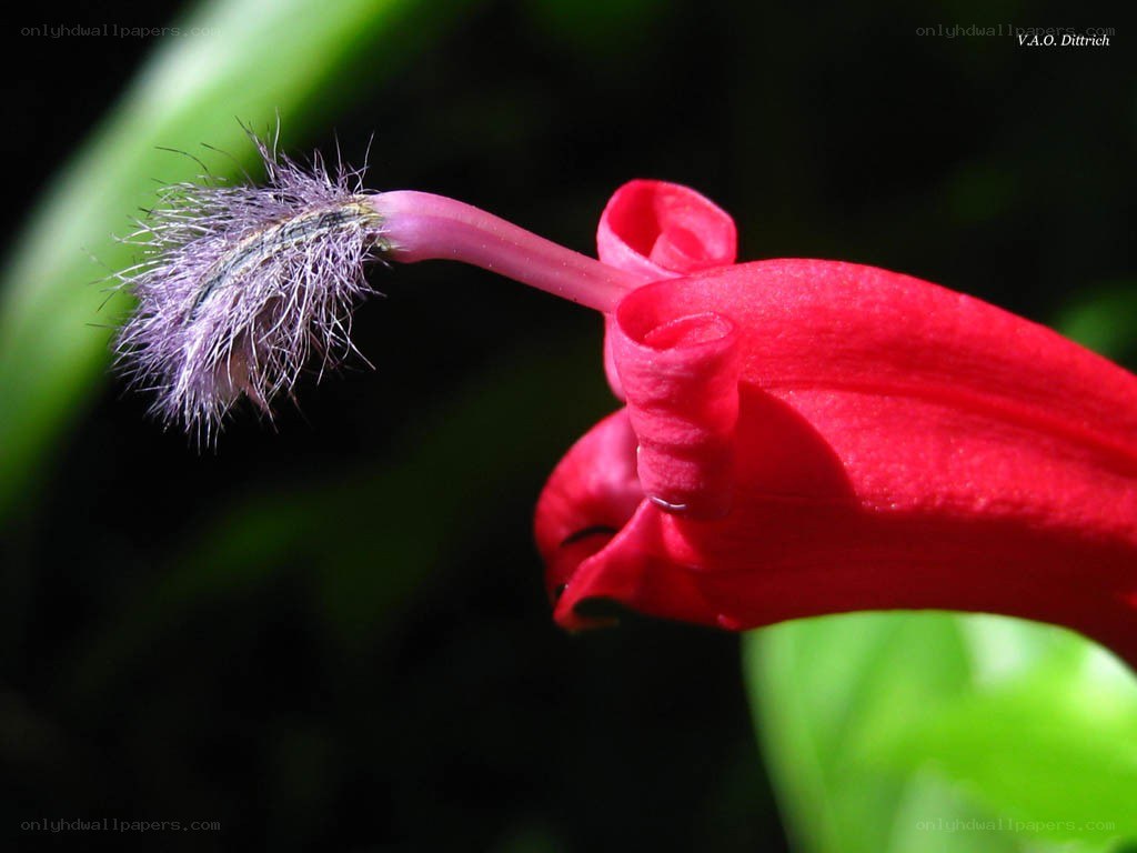 Caterpillar on a red flower