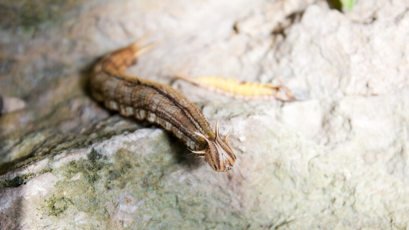 caterpillar on a rock