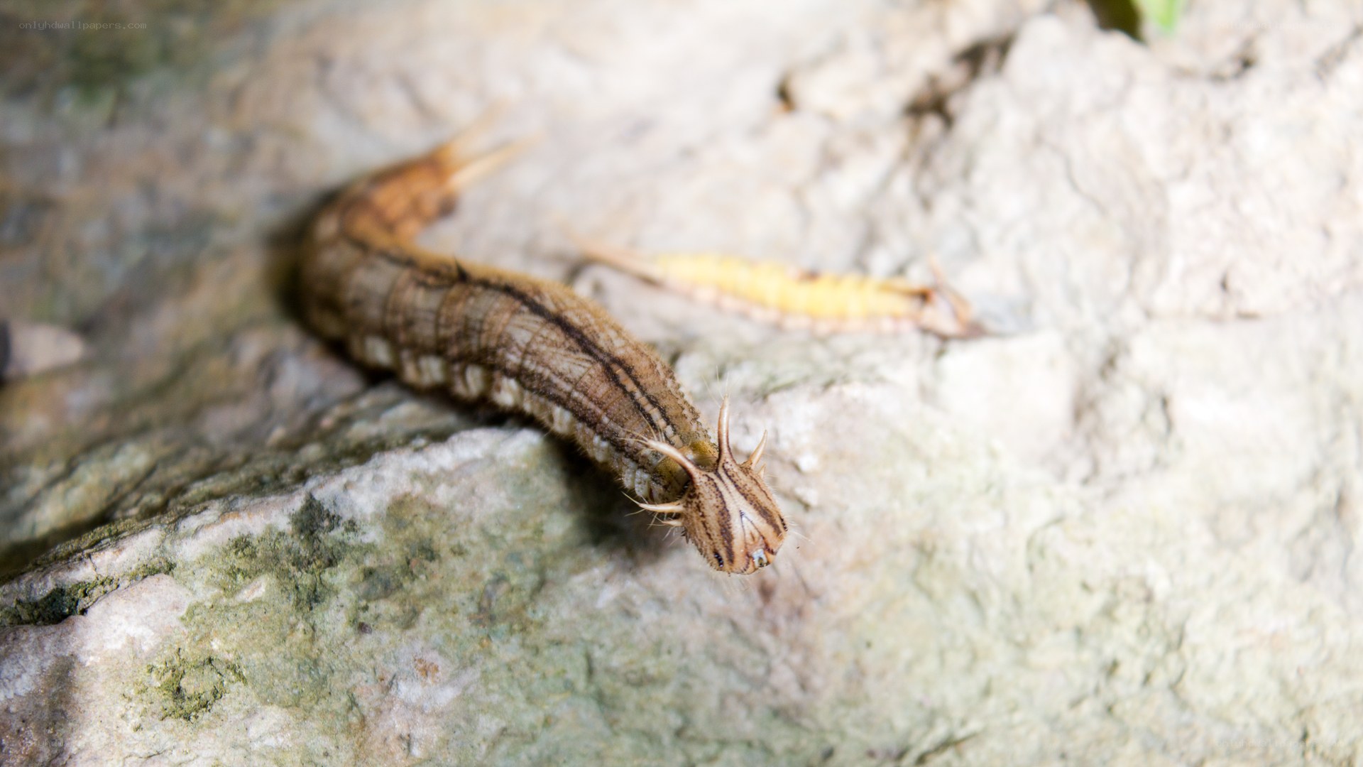 caterpillar on a rock