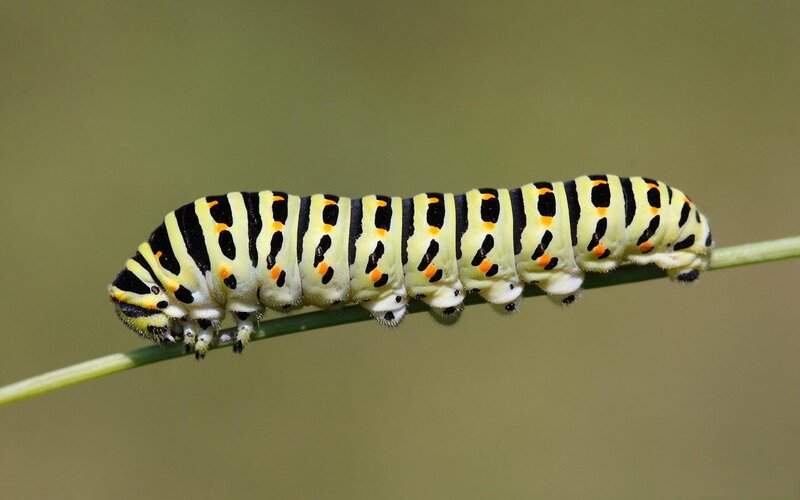 Caterpillar on a Stem — Yellow