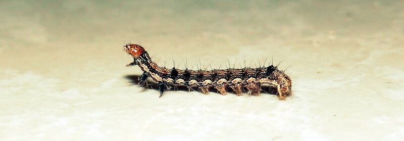 caterpillar on a surface