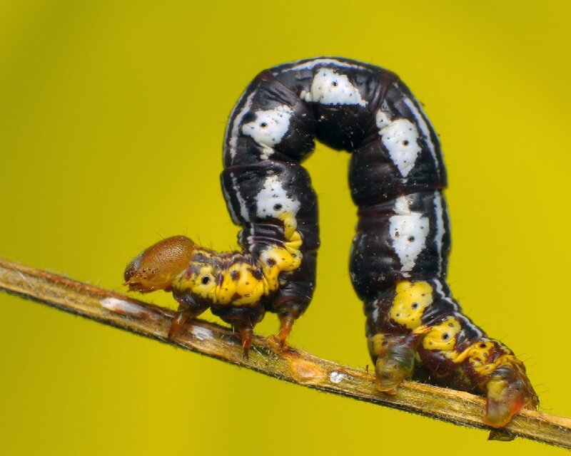 caterpillar on a twig