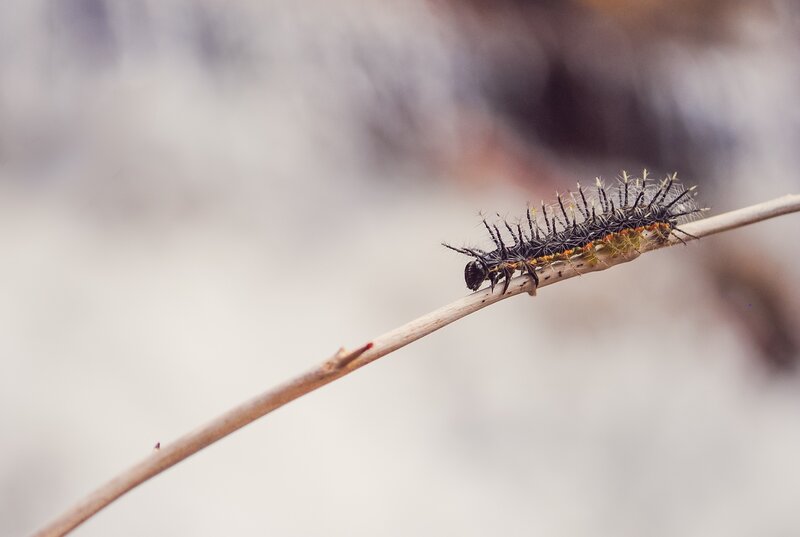 caterpillar on a twig