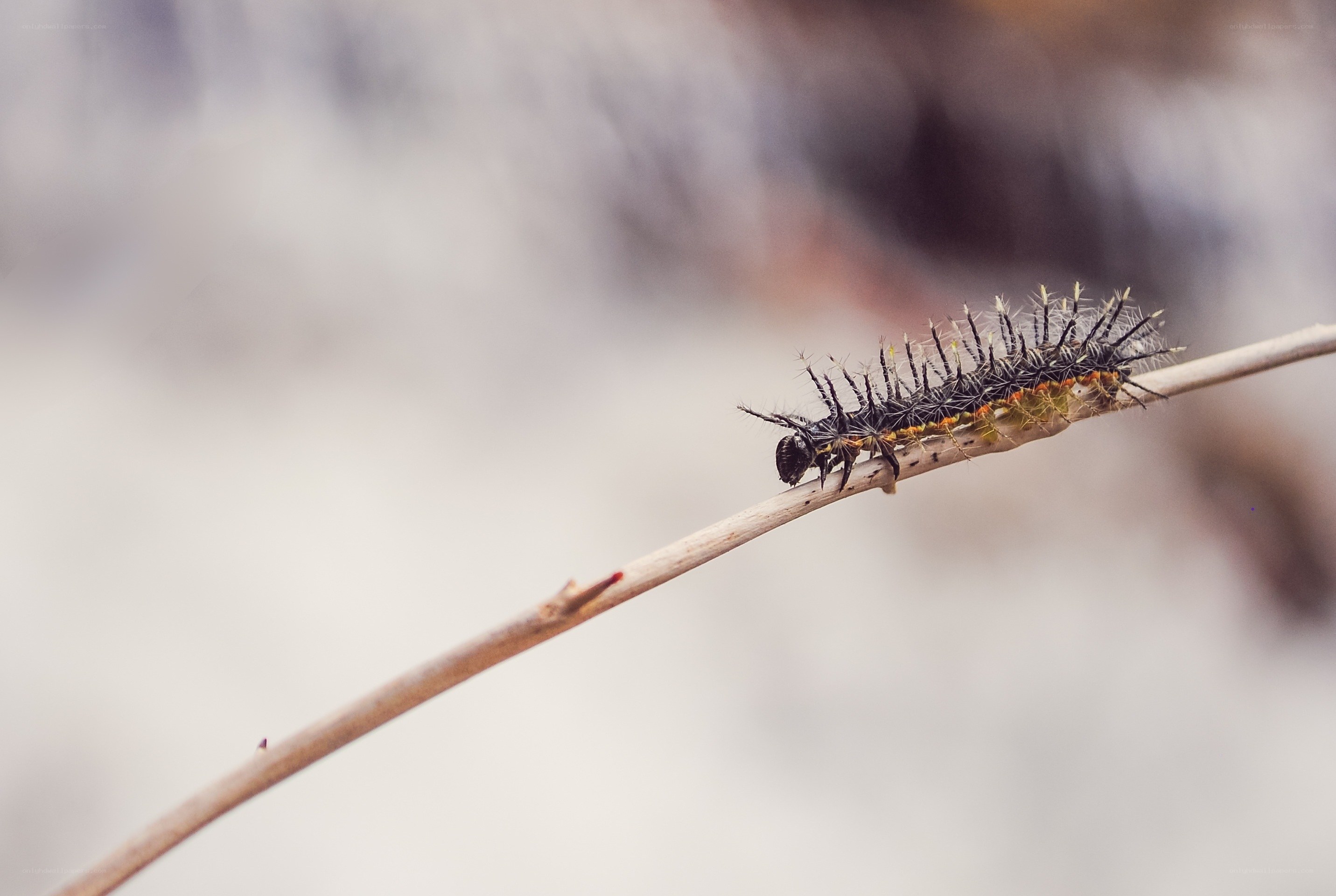 caterpillar on a twig