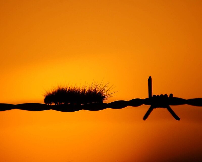 Caterpillar on barbed wire