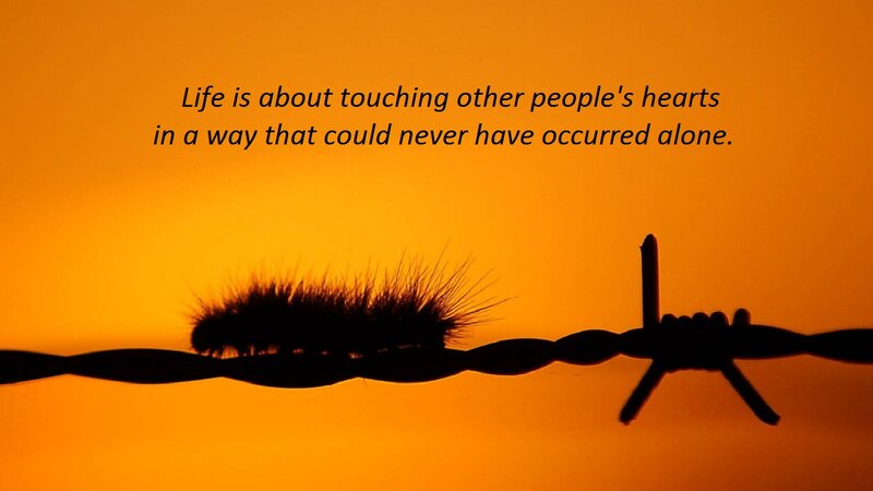 Caterpillar on Barbed Wire — Orange