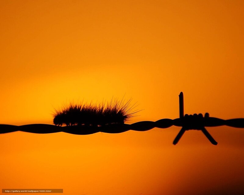Caterpillar on barbed wire