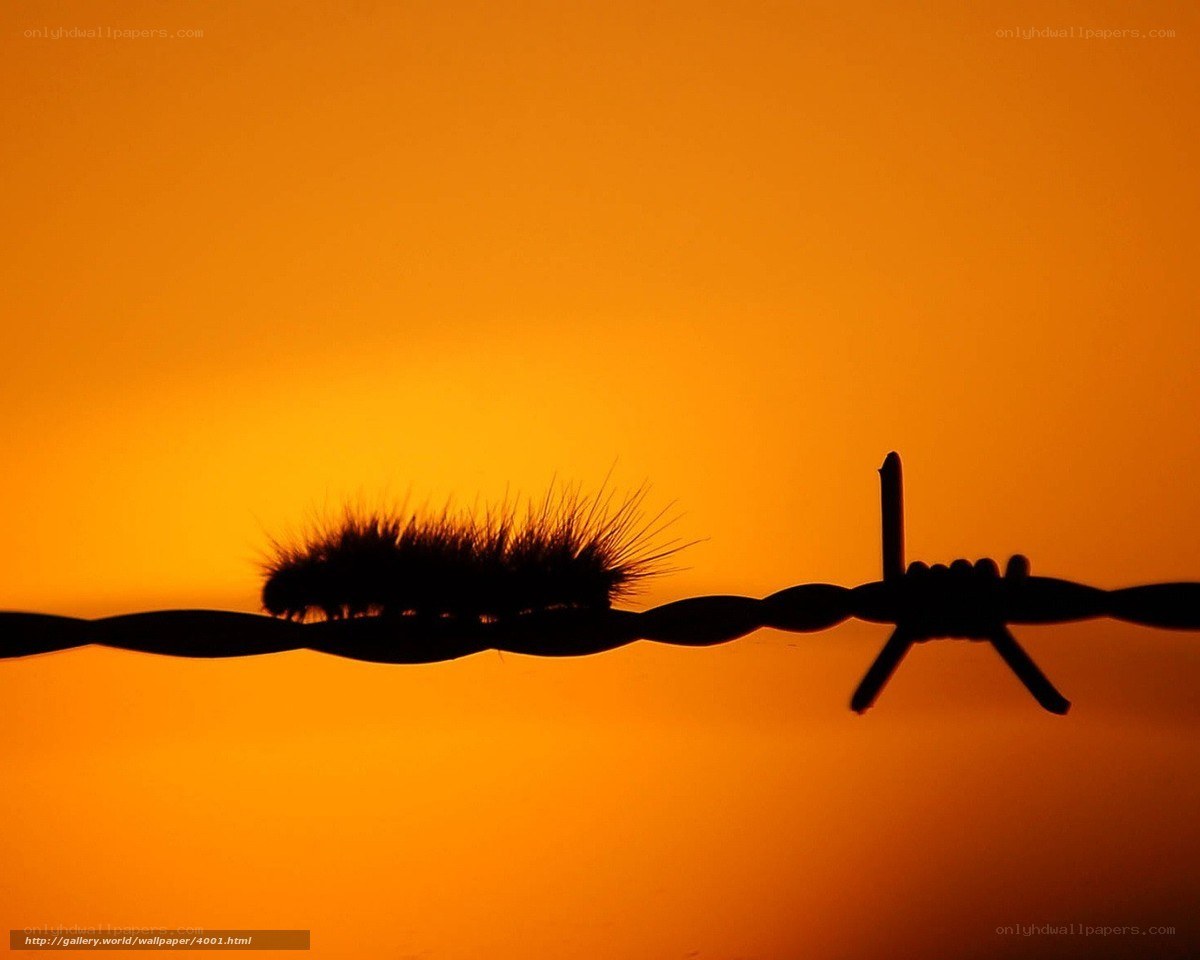 Caterpillar on barbed wire
