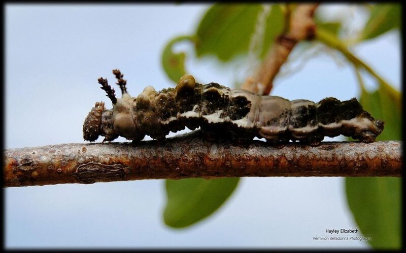 Caterpillar on Branch — Brown